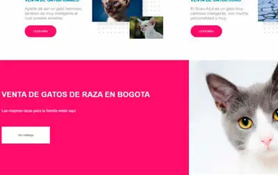 página web de venta de gatos